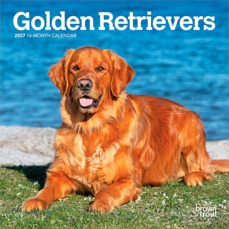May include: A 2027 16-month calendar titled Golden Retrievers featuring a photograph of a golden-colored dog lying on green grass with its tongue out. The text Golden Retrievers and 2027 16-Month Calendar is printed at the top, with brown trout at the bottom.
