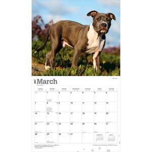Op de afbeelding: Een wandkalender voor maart 2027 met een foto van een grijze en witte American Pit Bull Terrier die buiten staat. Het kalenderraster toont de dagen van de maand met de tekst March 2027 duidelijk bovenaan de pagina afgedrukt.