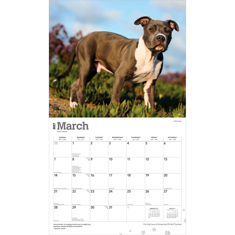 Op de afbeelding: Een wandkalender voor maart 2027 met een foto van een grijze en witte American Pit Bull Terrier die buiten staat. Het kalenderraster toont de dagen van de maand met de tekst March 2027 duidelijk bovenaan de pagina afgedrukt.
