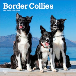 May include: A 2026 16-month calendar featuring three Border Collies. The dogs have black and white coats, with one wearing a red collar. The background shows a blue sky, mountains, and water. The calendar title is in large white letters.