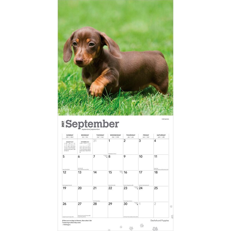 May include: A 2027 wall calendar for the month of September featuring a photograph of a brown dachshund puppy standing in green grass. The calendar grid displays the days of the month with the text September 2027 and the label Dachshund Puppies.