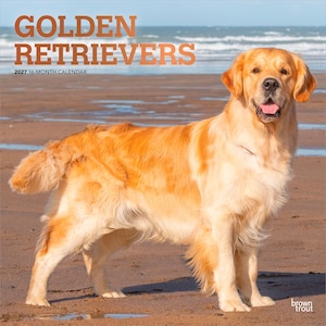 Golden Retrievers / Calendario de pared mensual cuadrado de 2027, 30 x 60 cm (para colgar) / Cubierta con estampado metalizado / Sin plástico / BrownTrout / Animales Perro
