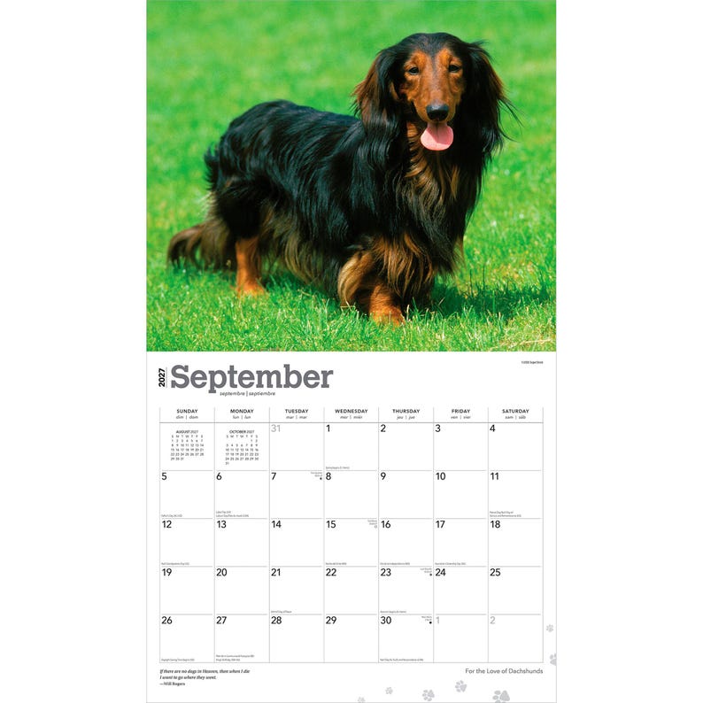 Pu&ograve; includere: Una pagina di calendario da parete per settembre 2027 con un bassotto a pelo lungo nero e focato in piedi sull'erba verde con la lingua di fuori. La griglia del calendario mostra i giorni del mese con il testo settembre 2027 chiaramente visibile.