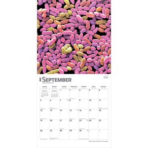 May include: A 2027 wall calendar for the month of September featuring a microscopic view of bacteria in shades of pink, purple, and yellow. The calendar grid displays the days of the month with black text on a white background, including the title September.