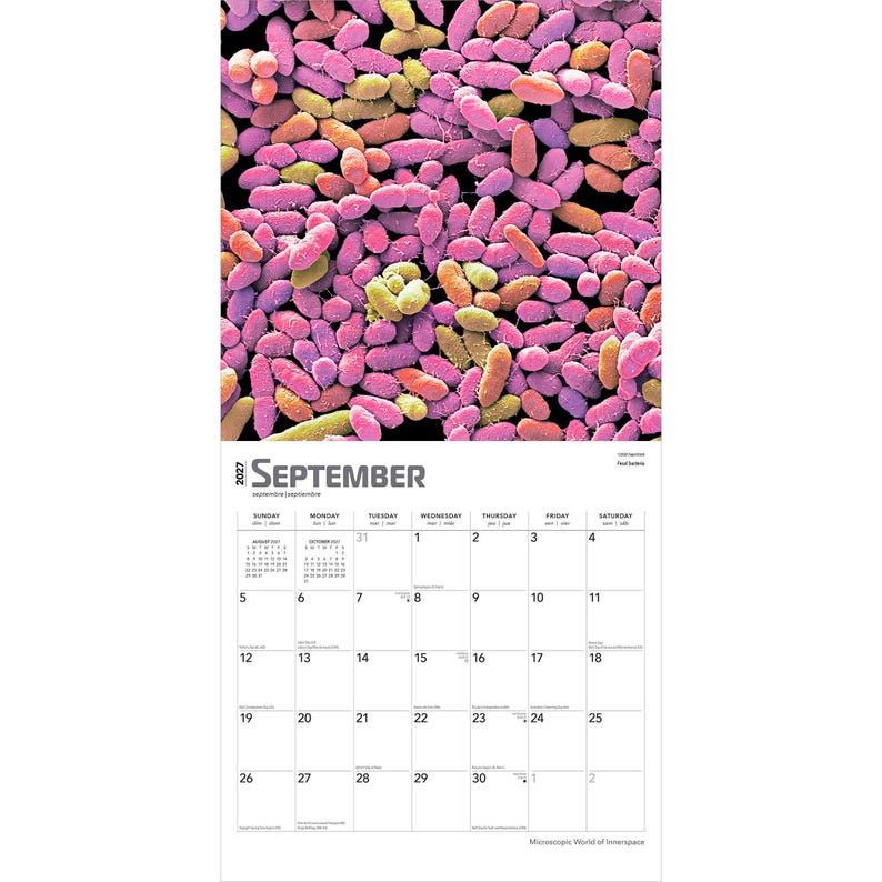 May include: A 2027 wall calendar for the month of September featuring a microscopic view of bacteria in shades of pink, purple, and yellow. The calendar grid displays the days of the month with black text on a white background, including the title September.