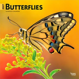 Puede incluir: Un calendario de 16 meses para 2027 titulado BUTTERFLIES que muestra una mariposa cola de golondrina con patrones de alas amarillos, negros y azules sobre una planta de flores amarillas con un fondo degradado naranja y rojo y marca brown trout.