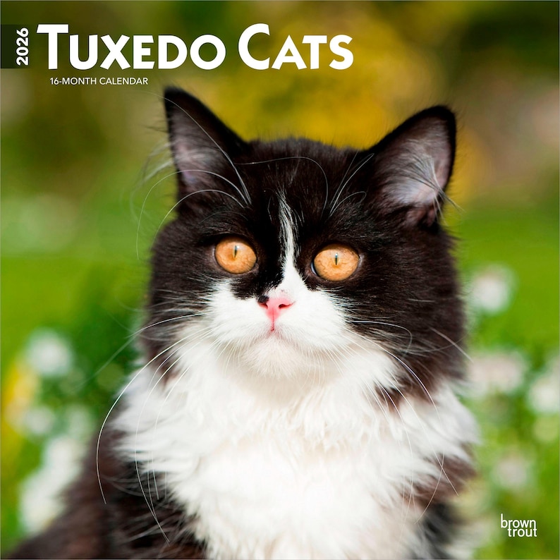K&ouml;nnte beinhalten: Ein 2026 Tuxedo Cats 16-Monats-Kalender. Das Bild zeigt eine schwarz-wei&szlig;e Katze mit leuchtend orangefarbenen Augen und einer rosa Nase. Der Hintergrund ist ein verschwommenes Gr&uuml;n, was auf eine Umgebung im Freien hindeutet.
