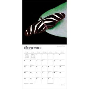 Puede incluir: Un calendario de pared para septiembre de 2027 con una mariposa cebra de color blanco y negro posada sobre una hoja verde. La cuadr&iacute;cula del calendario muestra los d&iacute;as del mes con el texto septiembre 2027 impreso claramente en la parte superior.