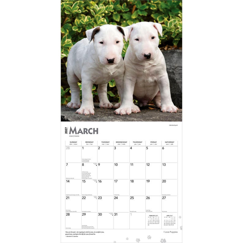 May include: A 2027 wall calendar for the month of March featuring a photograph of two white Bull Terrier puppies standing side by side. The calendar grid displays the days of the month with the text 2027 MARCH clearly printed at the top section.