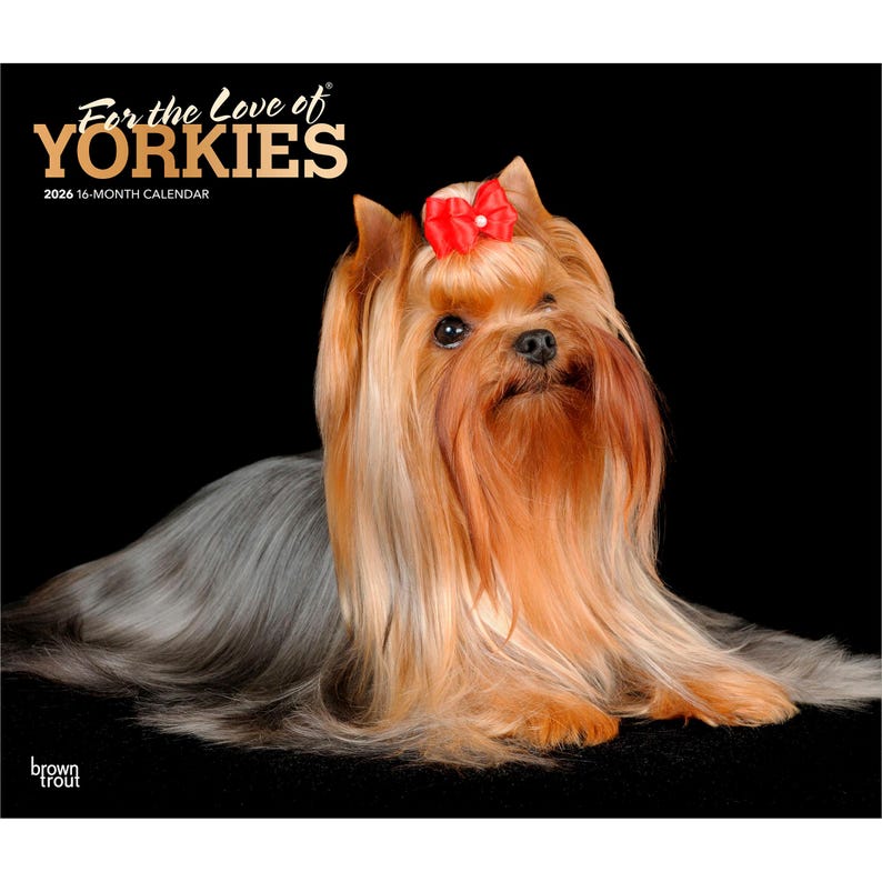Peut inclure: Calendrier 16 mois 2026 avec un Yorkshire Terrier &agrave; la fourrure longue et soyeuse, marron clair et grise. Le chien porte un n&oelig;ud rouge sur la t&ecirc;te, sur fond noir. Le titre du calendrier est "For the Love of Yorkies".
