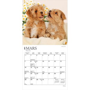 May include: A 2027 wall calendar for the month of March featuring a photograph of two fluffy light brown puppies sitting in front of a cluster of white daisies. The calendar grid displays the days of the month with the text MARS and March.