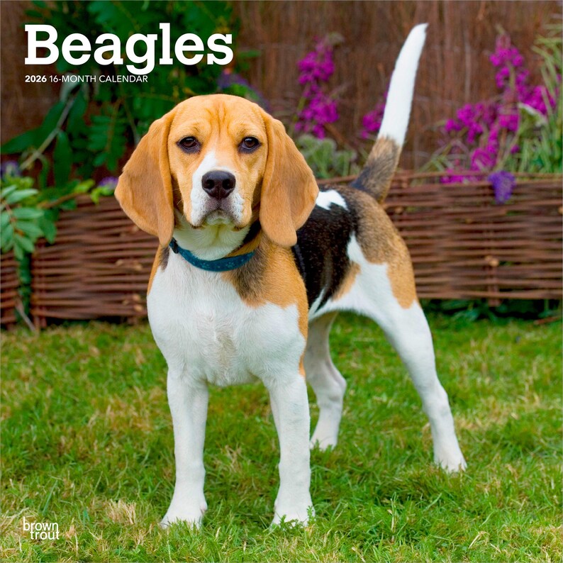 Beagles | 2026 12 X 24 Inch (hanging) Monthly Square Wall Calendar ...