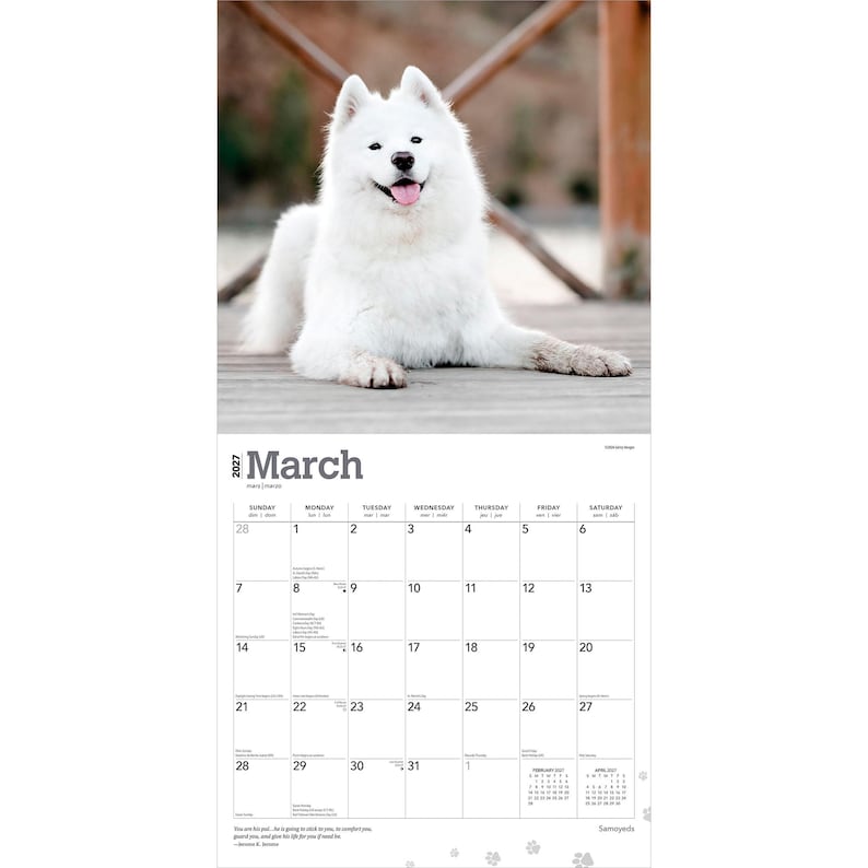Puede incluir: Un calendario de pared para marzo de 2027 con una fotograf&iacute;a de un perro Samoyedo blanco tumbado con la lengua fuera. La cuadr&iacute;cula del calendario muestra los d&iacute;as del mes del 1 al 31 con peque&ntilde;os detalles de huellas de patas.