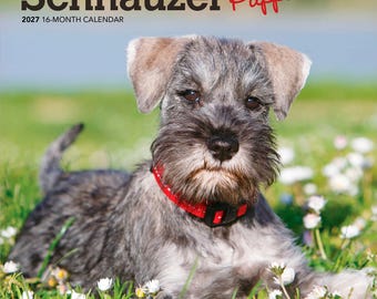 Pode incluir: Um calendário de 16 meses para 2027 intitulado Schnauzer Puppies, apresentando um filhote de Schnauzer cinza e preto com uma coleira vermelha deitado em um campo de grama verde e flores brancas. O texto Brown Trout é visível no canto inferior.
