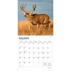 May include: A calendar page for March 2026 featuring a majestic buck with large antlers in a field of tall, dry grass. The buck is brown with a light brown underbelly. The calendar grid is white with black text. The word "MARCH" is at the top.