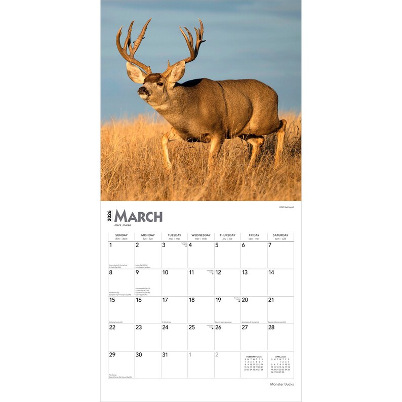 May include: A calendar page for March 2026 featuring a majestic buck with large antlers in a field of tall, dry grass. The buck is brown with a light brown underbelly. The calendar grid is white with black text. The word "MARCH" is at the top.
