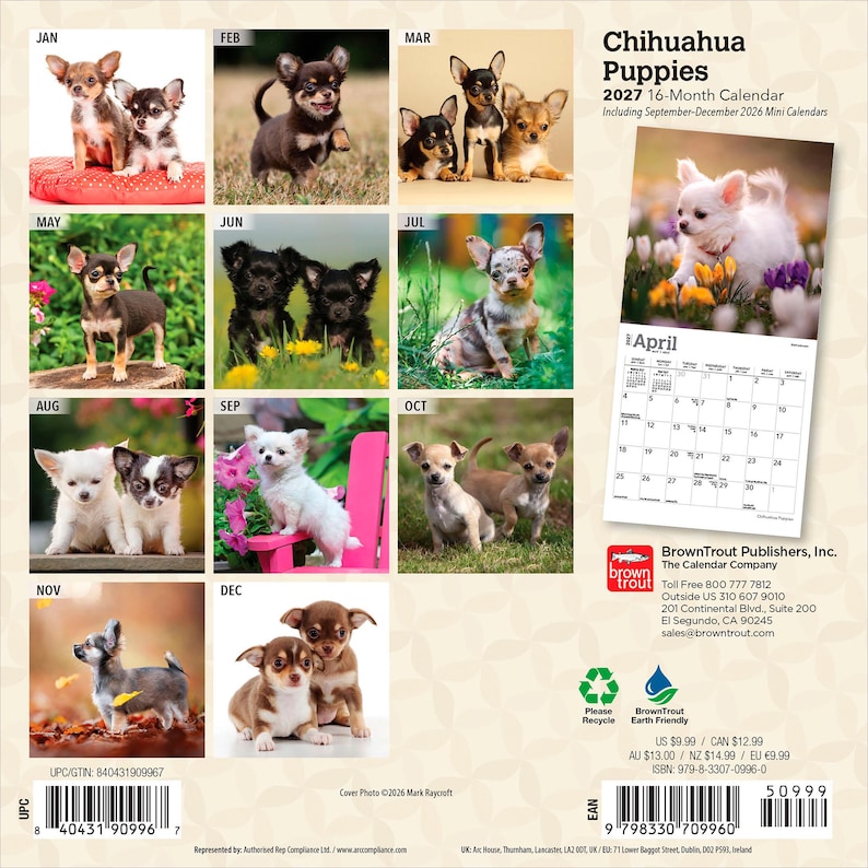 Puede incluir: Un calendario de 16 meses de cachorros Chihuahua para 2027 con doce p&aacute;ginas mensuales que muestran fotograf&iacute;as de varios cachorros Chihuahua en entornos interiores y exteriores. La contraportada muestra el t&iacute;tulo, una p&aacute;gina de abril y datos.