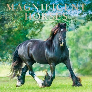 K&ouml;nnte beinhalten: Ein 16-Monats-Kalender f&uuml;r 2027 mit dem Titel MAGNIFICENT HORSES, der ein schwarzes Pferd mit einem wei&szlig;en Stern auf der Stirn und wei&szlig;en Unterbeinen zeigt, das &uuml;ber eine gr&uuml;ne Wiese l&auml;uft. Der Titel steht in gro&szlig;en goldenen Buchstaben oben.