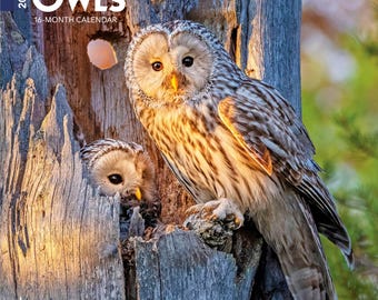 May include: A 2027 16-month calendar titled OWLS featuring a photograph of two owls perched in a hollowed-out tree trunk. The larger owl is positioned on the exterior bark, while a smaller owl is visible inside the cavity. The text brown trout is printed at the bottom left corner.
