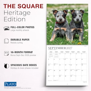 Puede incluir: Un calendario de pared de 16 meses titulado The Square Heritage Edition con fotos a todo color de dos cachorros de pastor ganadero australiano en la hierba. La p&aacute;gina de septiembre de 2027 muestra una cuadr&iacute;cula con casillas espaciosas.