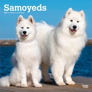 Puede incluir: Un calendario de 16 meses para 2027 titulado Samoyeds que presenta una fotograf&iacute;a de dos perros Samoyedo blancos y esponjosos en un muelle de madera. Un perro est&aacute; sentado mientras el otro est&aacute; de pie, ambos mirando hacia el frente.