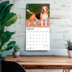 May include: A wall calendar for the month of March featuring a photograph of a tricolour beagle standing on a dirt path. The calendar grid displays the days of the month with the year 2024 printed at the top left corner above the word March.
