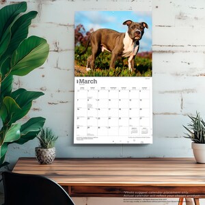 Op de afbeelding: Een wandkalender voor maart 2027 met een foto van een bruine en witte pitbullhond die in een grasveld staat. Het kalenderraster toont de dagen van de maand met de maandnaam maart in grote grijze letters bovenaan de pagina gedrukt.