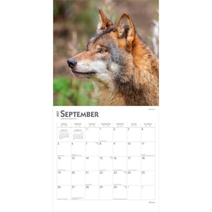 May include: A 2027 wall calendar page for the month of September featuring a high-resolution photograph of a wolf's head in profile. The wolf has brown, gray, and white fur. The calendar grid displays the days of the month in black text.