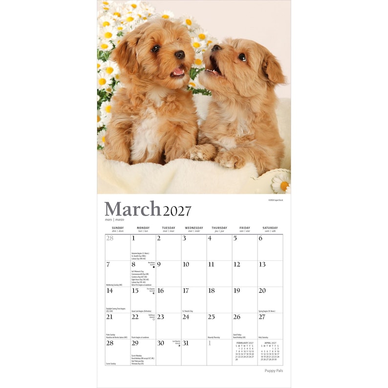 Puede incluir: Un calendario de pared para marzo de 2027 con una fotograf&iacute;a de dos cachorros esponjosos de color marr&oacute;n claro sentados juntos frente a un grupo de margaritas blancas. La cuadr&iacute;cula del calendario muestra los d&iacute;as del mes en negro sobre fondo blanco.
