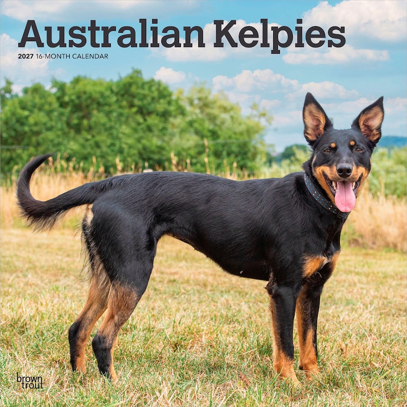 Puede incluir: Un calendario de 16 meses para 2027 titulado Australian Kelpies que muestra a un perro negro y fuego con un collar negro de pie en un campo de hierba. La portada muestra el texto Australian Kelpies y 2027 16-MONTH CALENDAR con el logo brown trout.