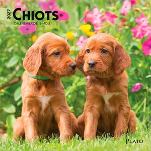 May include: A 2027 16-month calendar titled CHIOTS featuring two reddish-brown Irish Setter puppies sitting in green grass with pink and yellow flowers in the background. The puppy on the left wears a green collar, and the word PLATO is at the bottom.