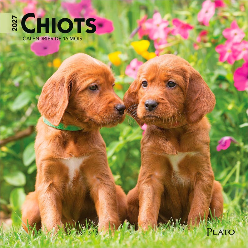 May include: A 2027 16-month calendar titled CHIOTS featuring two reddish-brown Irish Setter puppies sitting in green grass with pink and yellow flowers in the background. The puppy on the left wears a green collar, and the word PLATO is at the bottom.