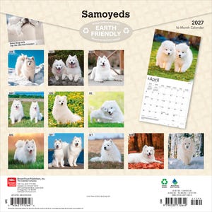 Puede incluir: Un calendario de pared de 16 meses para 2027 titulado Samoyeds que presenta doce p&aacute;ginas de cuadr&iacute;cula mensual con fotograf&iacute;as de perros Samoyedo blancos en diversos entornos al aire libre, incluyendo nieve, hierba y hojas de oto&ntilde;o, con c&oacute;digo de barras.