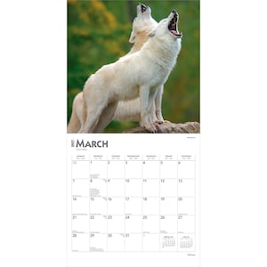 May include: A 2027 wall calendar for the month of March featuring a photograph of two white wolves howling with their mouths open. The calendar grid displays the days of the month from Sunday to Saturday, with the year 2027 printed at the top left.
