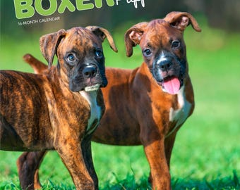 Cachorros de Boxer / Calendario de Pared Mensual Cuadrado de 30 x 60 cm (Colgante) 2026 / Sin Plástico / Trucha Marrón / Animales, Razas de Perros, Cachorros