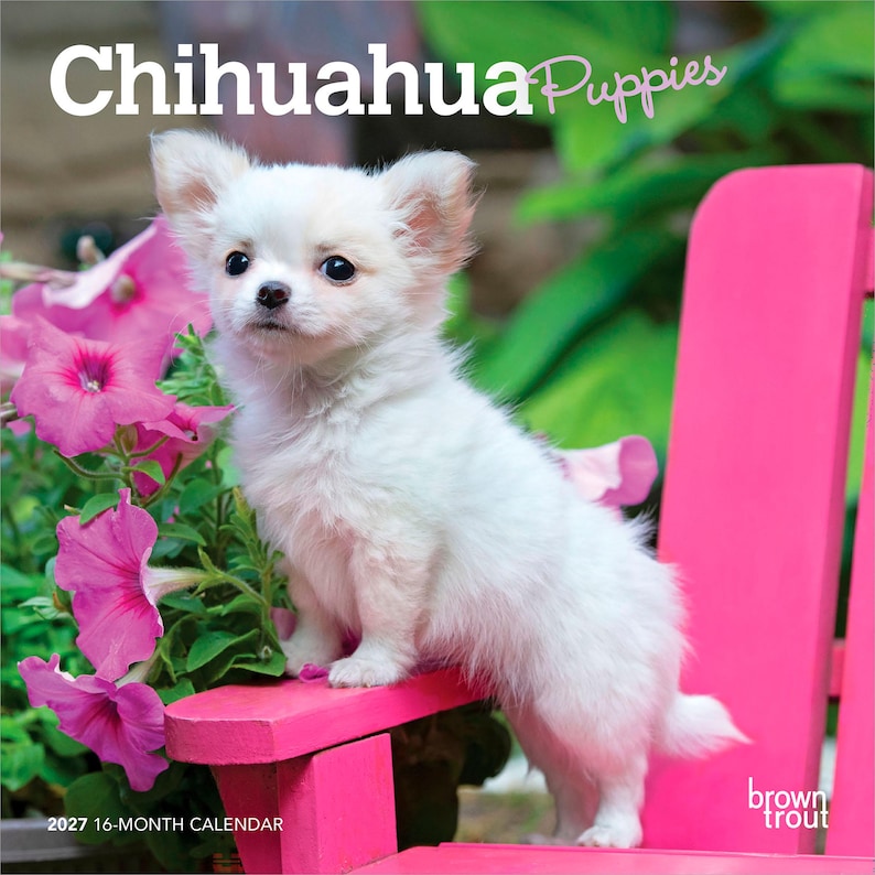 Puede incluir: Un calendario de 16 meses para 2027 titulado Chihuahua Puppies que muestra un cachorro blanco de pelo largo de pie sobre una silla rosa brillante junto a flores de petunia de color rosa intenso. El texto Chihuahua Puppies est&aacute; arriba y abajo.