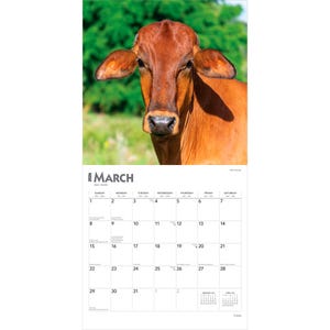 K&ouml;nnte beinhalten: Ein Kalender f&uuml;r M&auml;rz 2026 mit einem braunen Kuhgesicht. Der Kalender hat ein wei&szlig;es Raster mit schwarzem Text. Der Hintergrund ist verschwommen gr&uuml;n. Das Wort "Cows" steht unten.