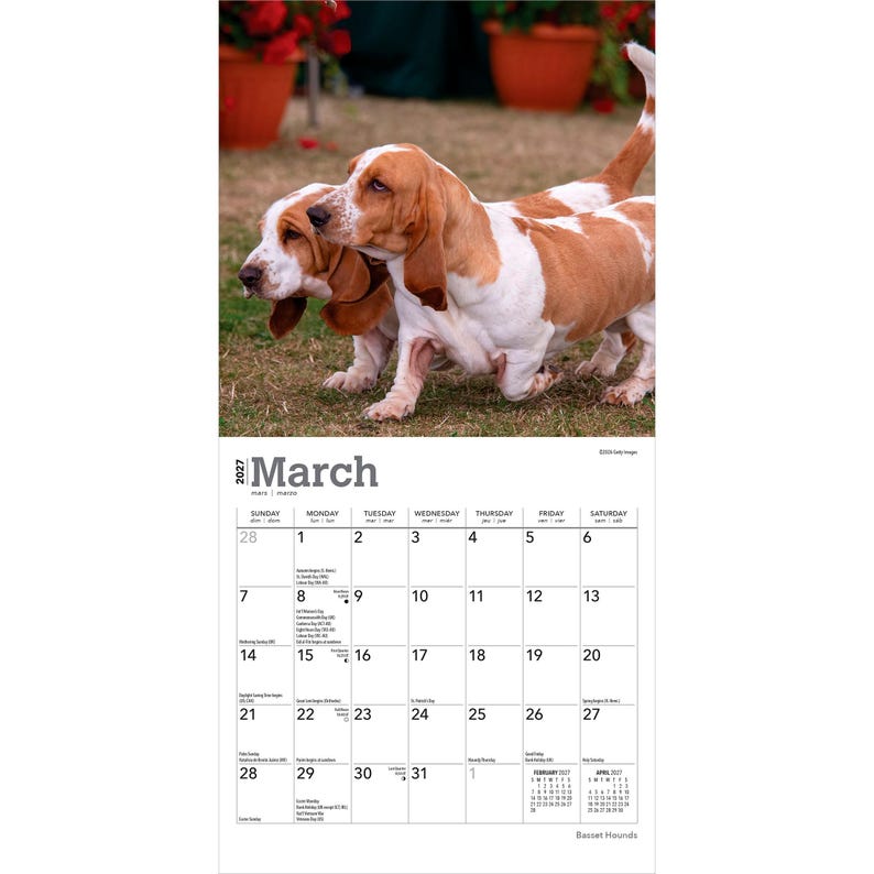 Puede incluir: Un calendario de pared para marzo de 2027 con una fotograf&iacute;a de dos Basset Hounds marrones y blancos de pie sobre hierba. La cuadr&iacute;cula del calendario muestra los d&iacute;as del mes con texto peque&ntilde;o para festivos y fechas, incluyendo el a&ntilde;o 2027.