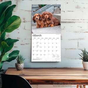 May include: A wall calendar for March 2024 featuring a photograph of two long-haired brown dachshund puppies sitting on concrete steps. The calendar grid displays the days of the month with clear black text on a white background.