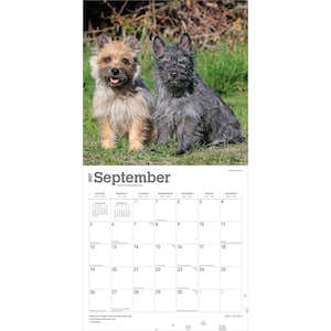 Cairn Terriers | 2027 12 x 24 Inch (Hanging) Monthly Square Wall Calendar | Plastic-Free | BrownTrout | Animals Dog Breeds image 4