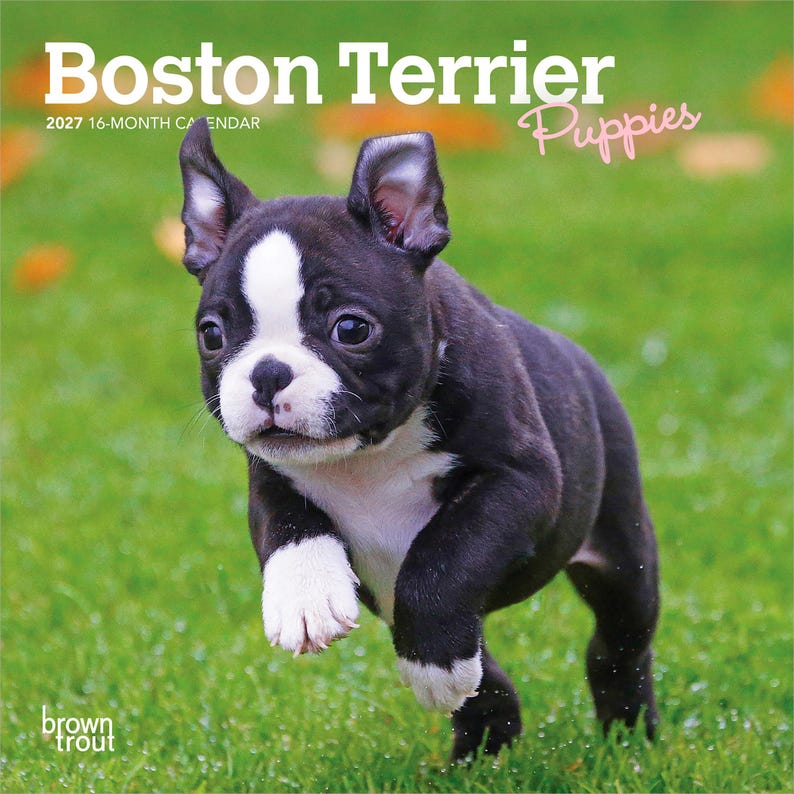 Puede incluir: Un calendario de 16 meses para 2027 titulado Boston Terrier Puppies que muestra a un cachorro blanco y negro corriendo sobre hierba verde. La portada incluye el texto Boston Terrier Puppies, 2027 16-month calendar y el logo de Brown Trout.