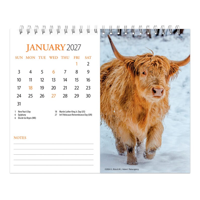 May include: A spiral-bound wall calendar for January 2027 featuring a photograph of a long-haired ginger Highland cow standing in the snow. The left side displays the month, dates, and a notes section, while the right side shows the animal.
