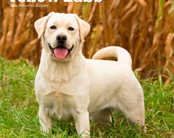 Yellow Labrador Retrievers | 2026 12 x 24 Inch (Hanging) Monthly Square Wall Calendar | Plastic-Free | BrownTrout | Animals Dog Breeds