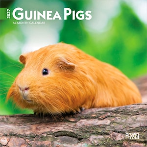 May include: A 2027 16-month calendar titled Guinea Pigs featuring a photograph of a ginger-coloured guinea pig resting on a textured tree branch. The text 2027 Guinea Pigs 16-Month Calendar is printed at the top, with the Brown Trout logo at the bottom.
