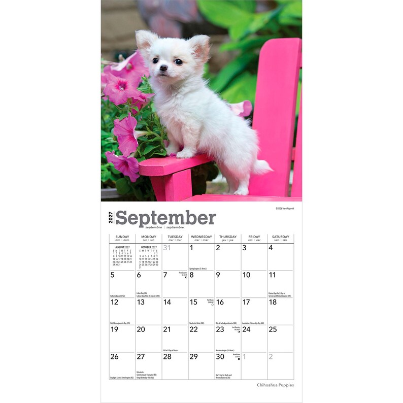 Puede incluir: Un calendario de pared de 2027 para el mes de septiembre con un cachorro de Chihuahua blanco de pelo largo de pie sobre una silla rosa brillante junto a flores de color rosa vibrante. La cuadr&iacute;cula del calendario muestra los d&iacute;as con texto negro.