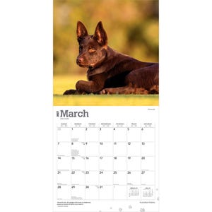 Puede incluir: Un calendario de pared 2027 para el mes de marzo con una fotograf&iacute;a de un perro Kelpie australiano marr&oacute;n tumbado. La cuadr&iacute;cula del calendario muestra los d&iacute;as del mes con el texto March 2027 en la parte superior e iconos de huellas.