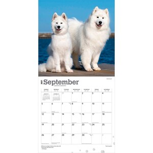 Puede incluir: Un calendario de pared para septiembre de 2027 con una fotograf&iacute;a de dos perros Samoyedo blancos y esponjosos de pie sobre un muelle de madera frente a un fondo de agua azul. La cuadr&iacute;cula del calendario muestra los d&iacute;as con texto negro.