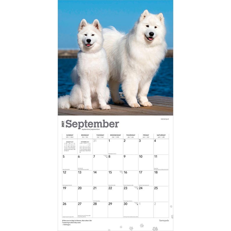 Puede incluir: Un calendario de pared para septiembre de 2027 con una fotograf&iacute;a de dos perros Samoyedo blancos y esponjosos de pie sobre un muelle de madera frente a un fondo de agua azul. La cuadr&iacute;cula del calendario muestra los d&iacute;as con texto negro.