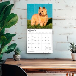 Cairn Terriers | 2027 12 x 24 Inch (Hanging) Monthly Square Wall Calendar | Plastic-Free | BrownTrout | Animals Dog Breeds image 5