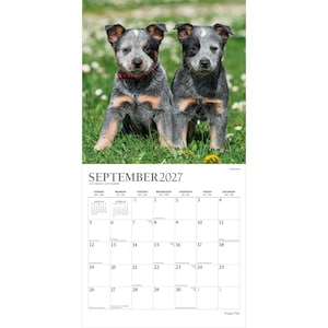 Puede incluir: Un calendario de pared para septiembre de 2027 con una fotograf&iacute;a de dos cachorros de pastor ganadero australiano con pelaje moteado gris, negro y fuego en un campo. La cuadr&iacute;cula del calendario muestra el mes, el a&ntilde;o y los d&iacute;as en negro.